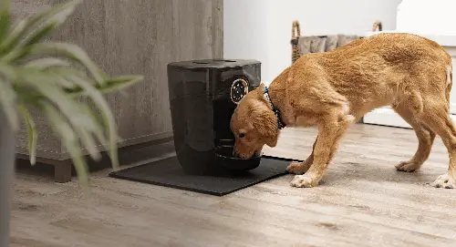 Best smart dog feeder - PETKIT YumShare review