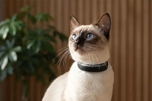 Best GPS Cat Trackers 2026
