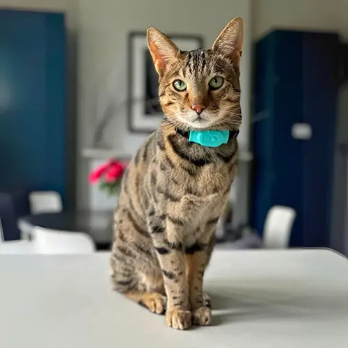 Best GPS Cat Trackers 2026